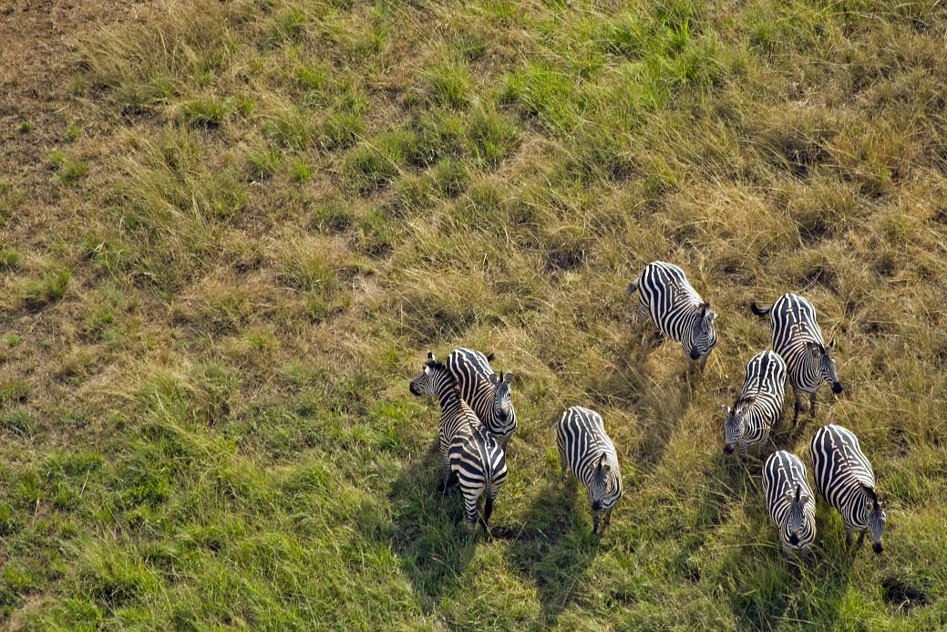 Wildlife in Akagera National Park