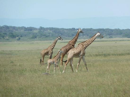Wildlife in Akagera National Park