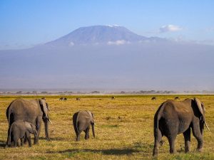 7 Days  Kenya wildlife safaris