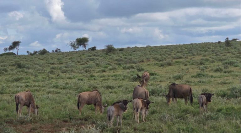 Superfine Kenya Safaris