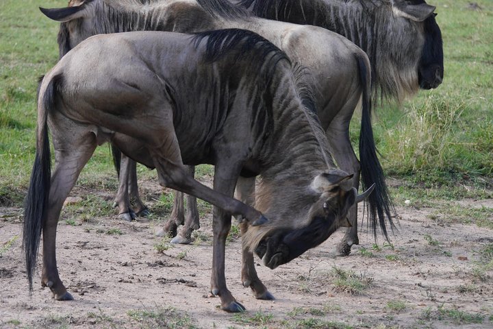 Tanzania Safari destinations