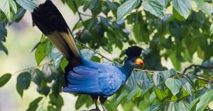 18 Days Uganda birding safari