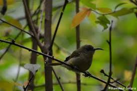 18 Days Uganda Forest Birding safari