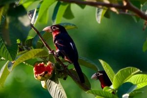 18 Days Uganda forest birding safari