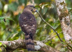 18 Days Uganda birding safari