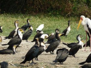 18 Days Uganda Forest Birding safari
