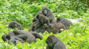 Bwindi gorilla groups