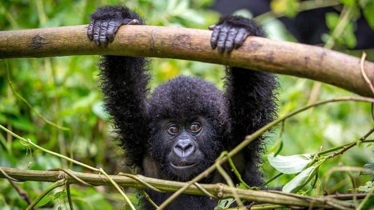 Cost of gorilla trekking in Bwindi