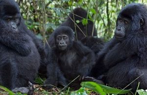 Gorilla families in bwindi Forest