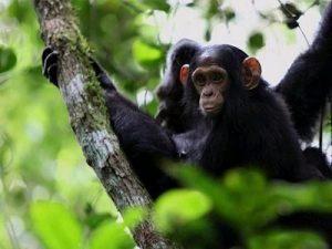 Kibale forest National park