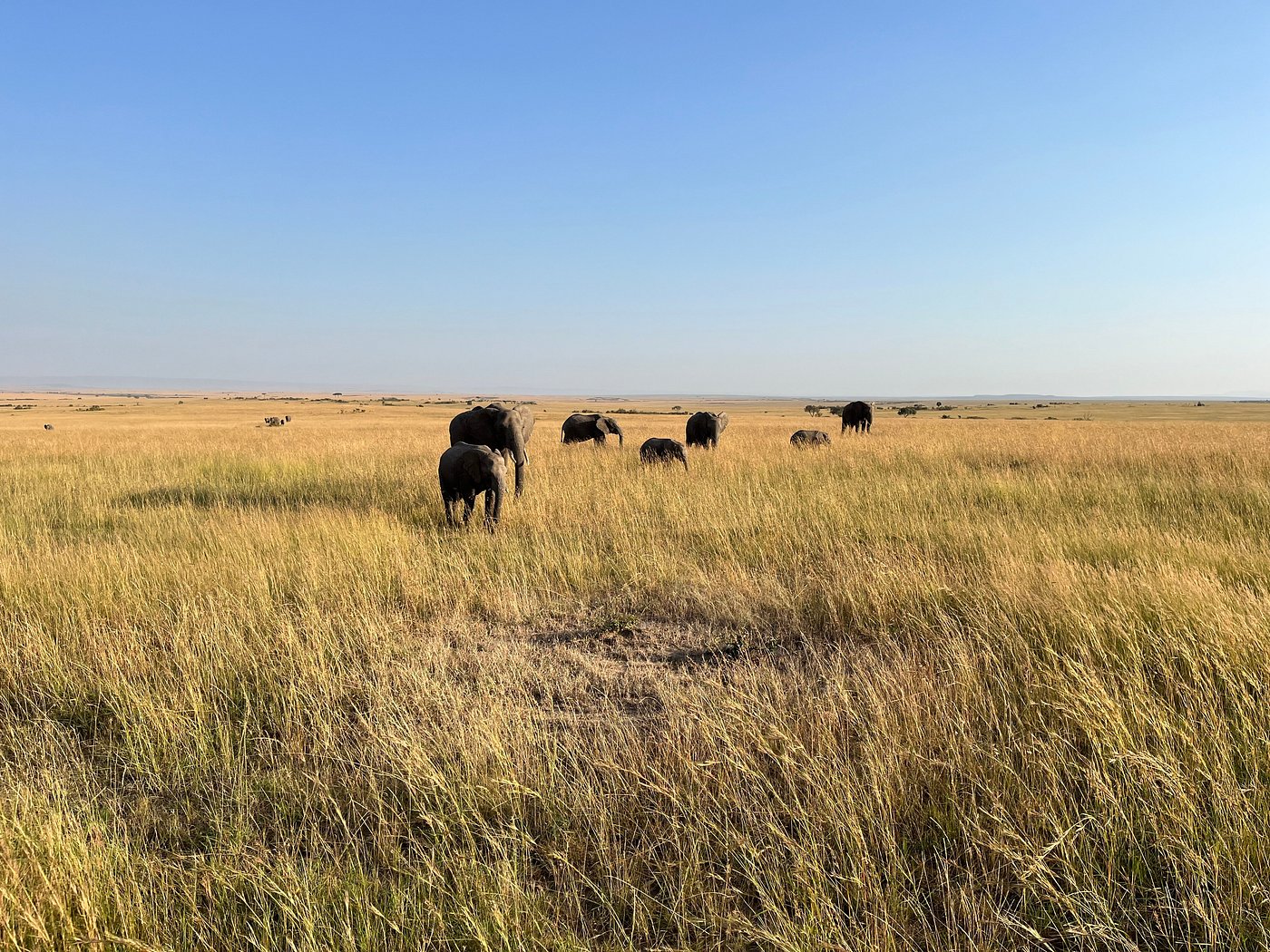 East Africa wildlife safari southern Serengeti Tanzania predators