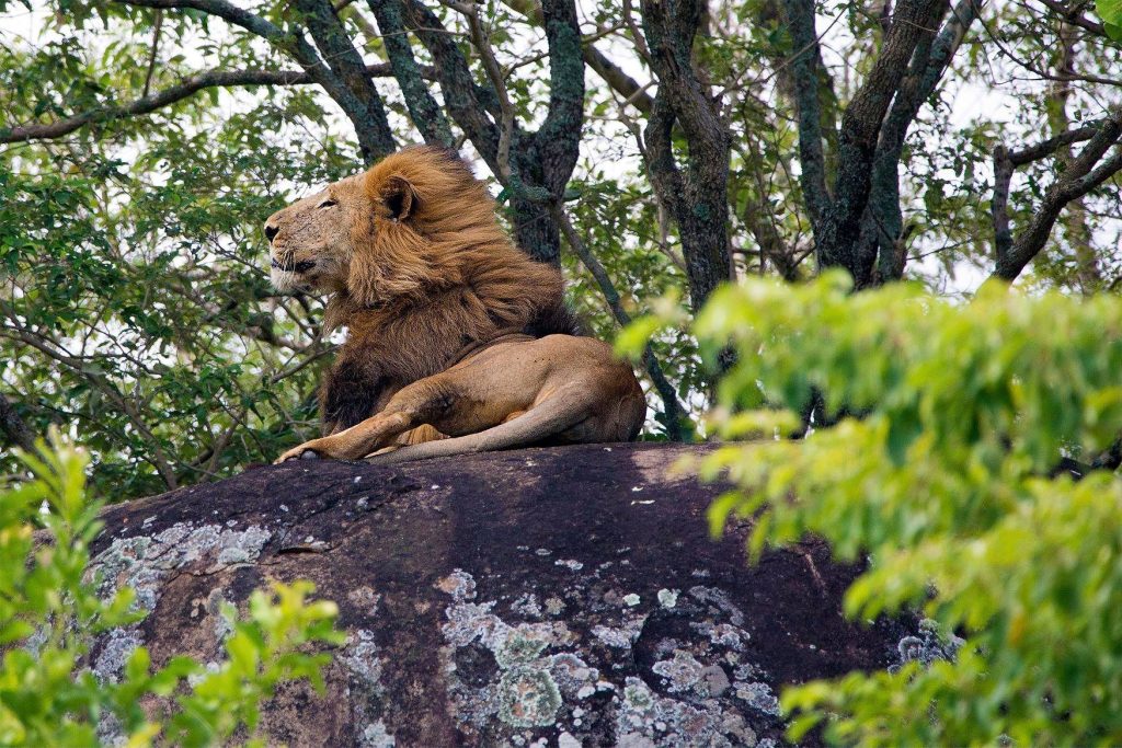 Top 5 National Parks in Uganda