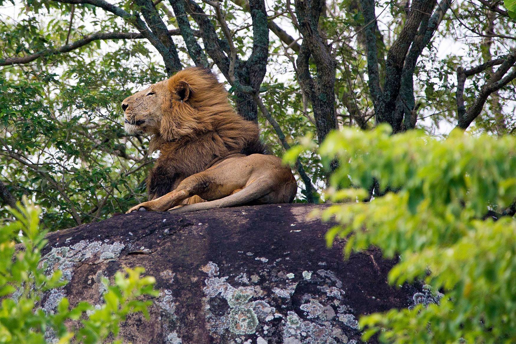 7 Days Best of Uganda Wildlife Safari