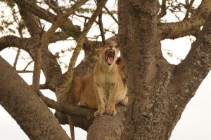 18 Days Uganda Birding safari