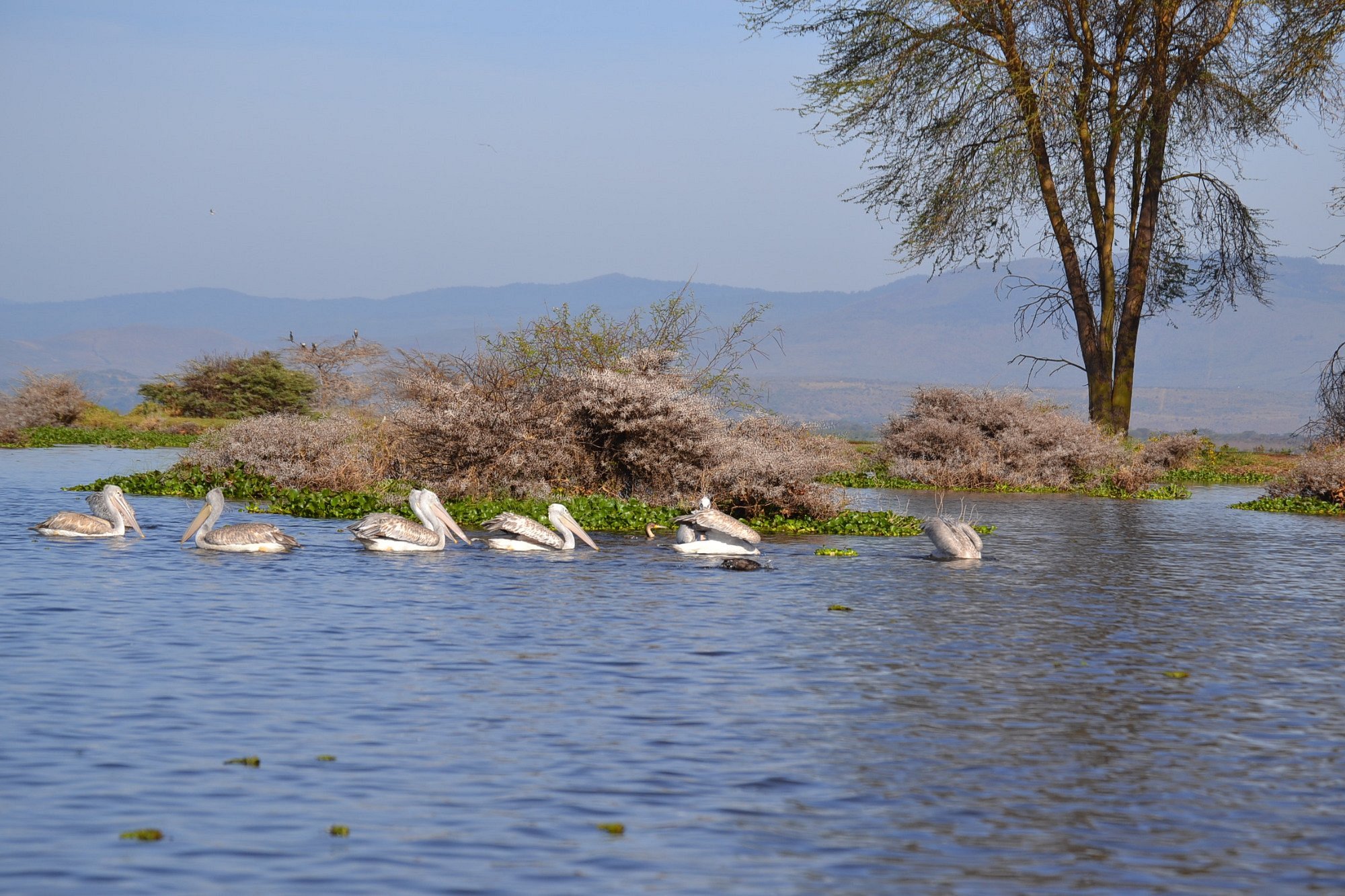 Hippos Lake Naivasha boat safari day trip from Nairobi Kenya