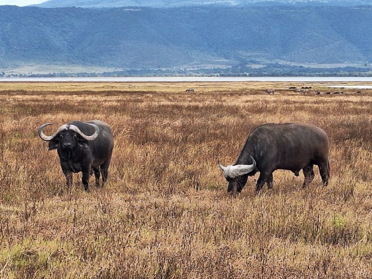 Superfine Tanzania Safaris