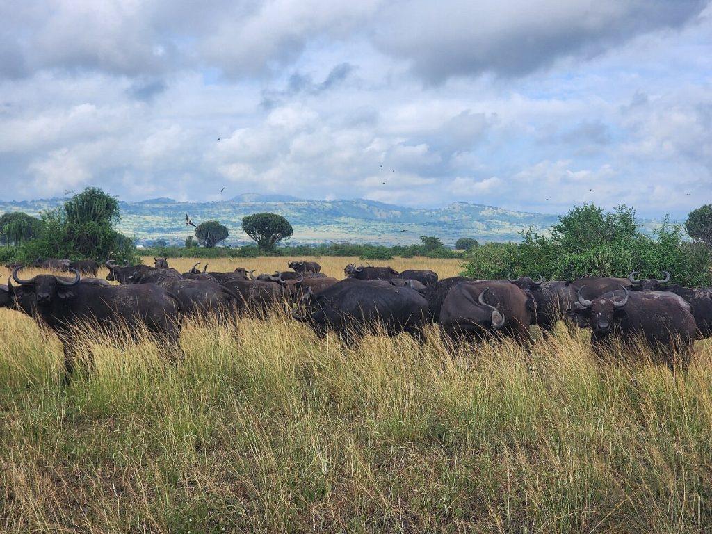 3 Days Queen Elizabeth Park Tour