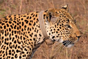 18 Days Uganda safari