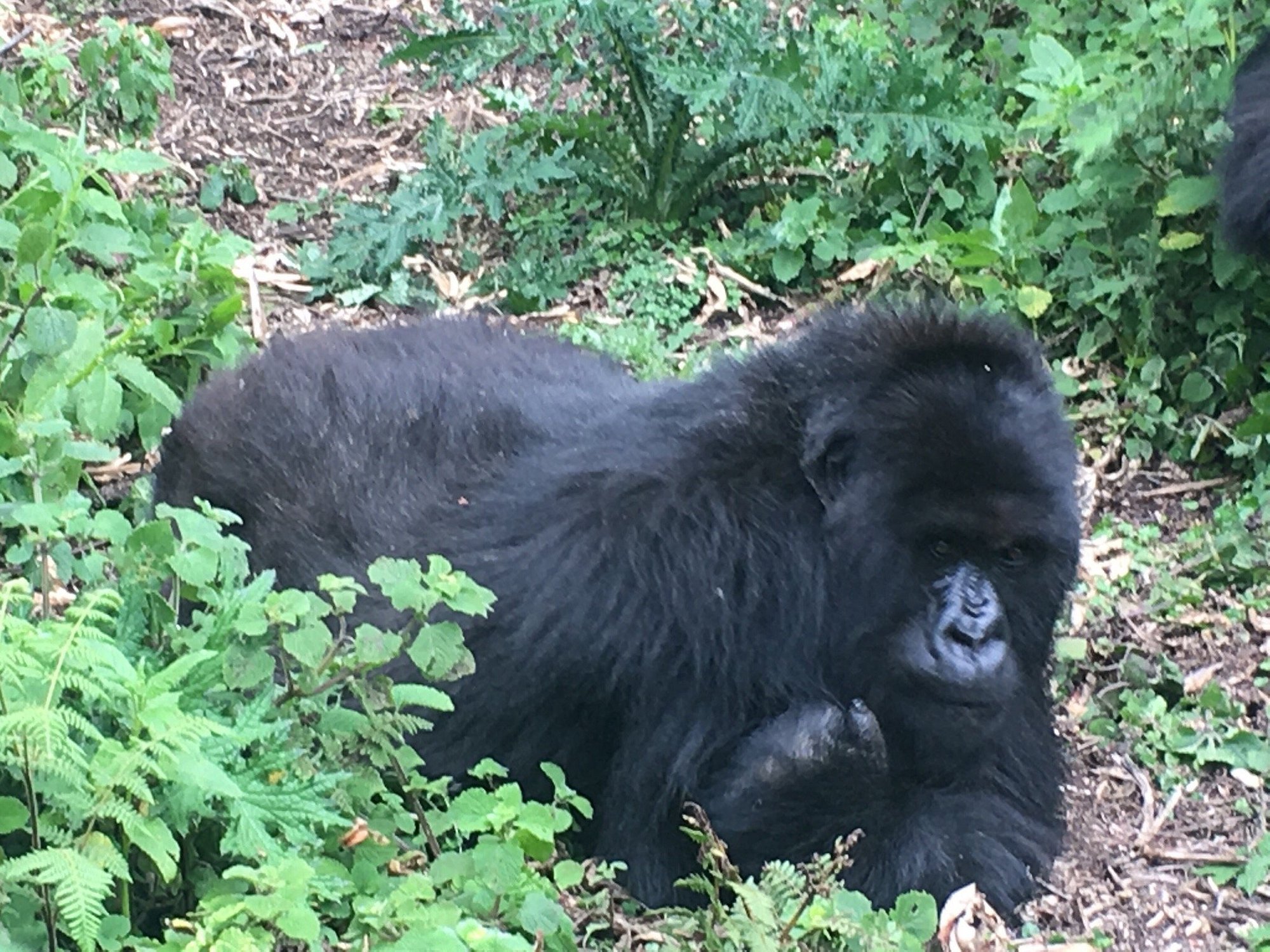 8 Days Rwanda Gorillas & Wildlife