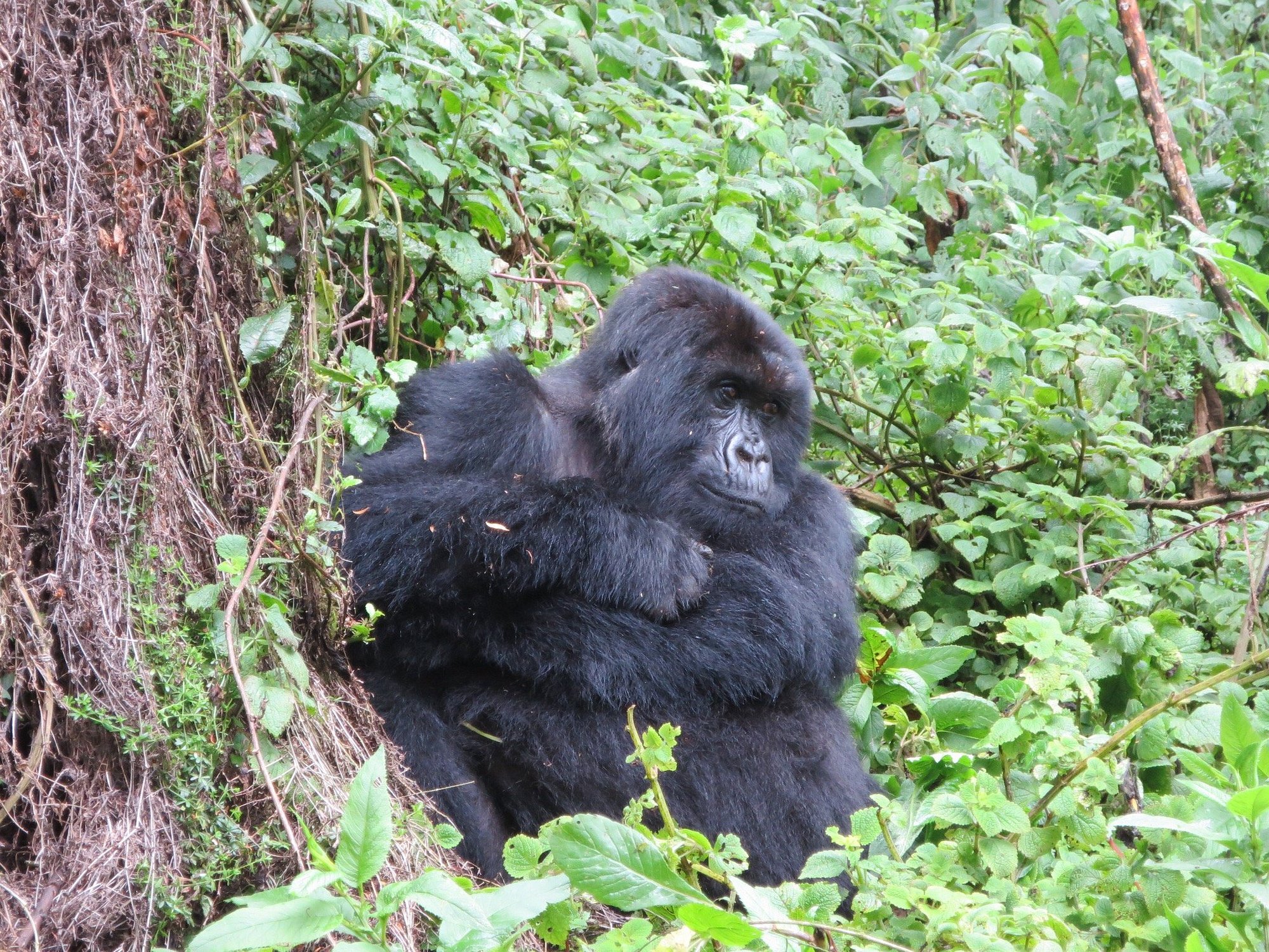 7 Days Best of Rwanda Safari