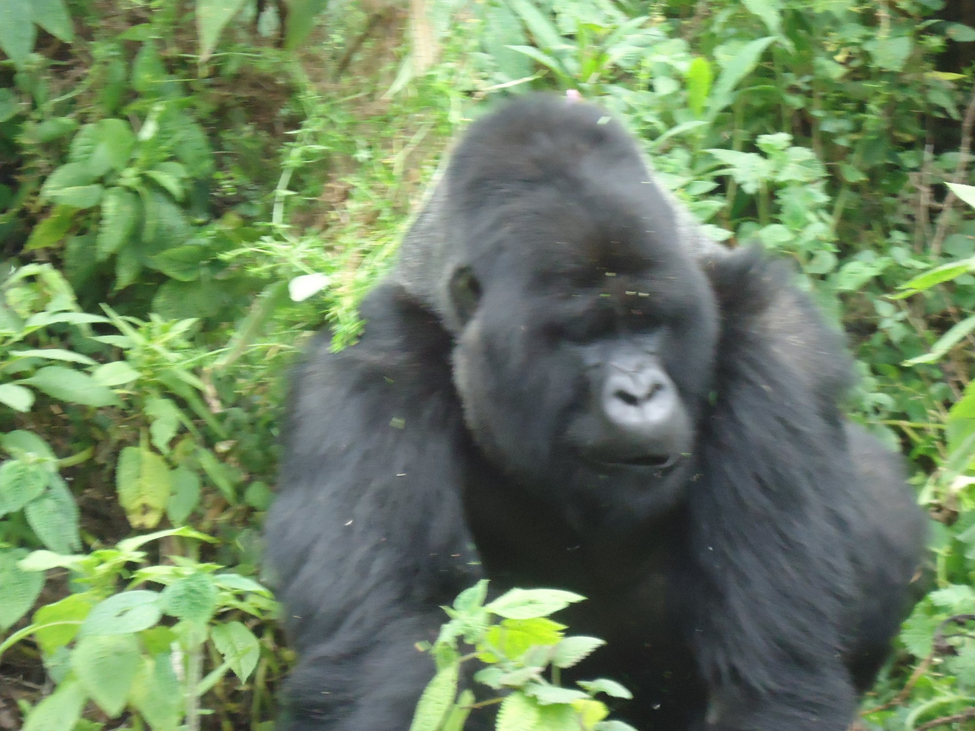 3 Days Rwanda Gorillas & Golden Monkeys