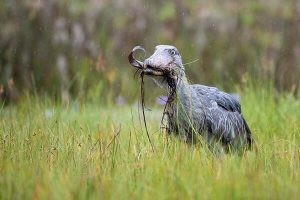 Gorilla trekking & birding safaris in Uganda