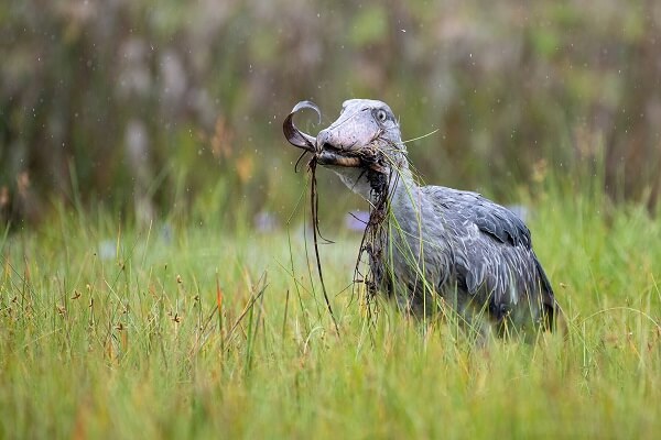 Shoebill stork
