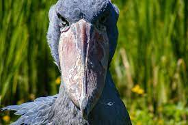 18 Days Uganda Forest birding safari