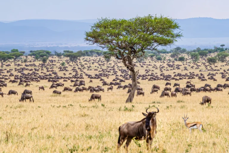 Wildebeest Migration in Serengeti National Park