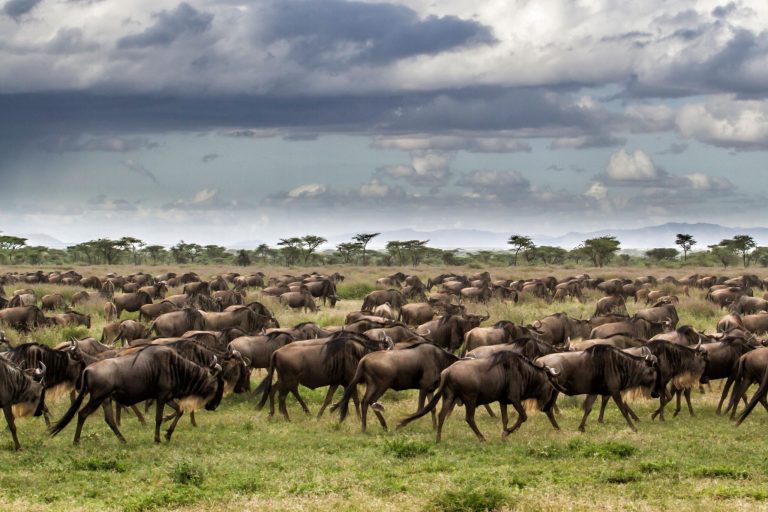 Wildebeest Migration in Tanzania