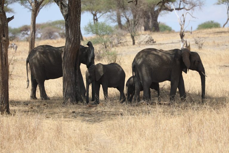 Tanzania National Parks