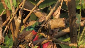 18 Days Uganda forest Birding safari