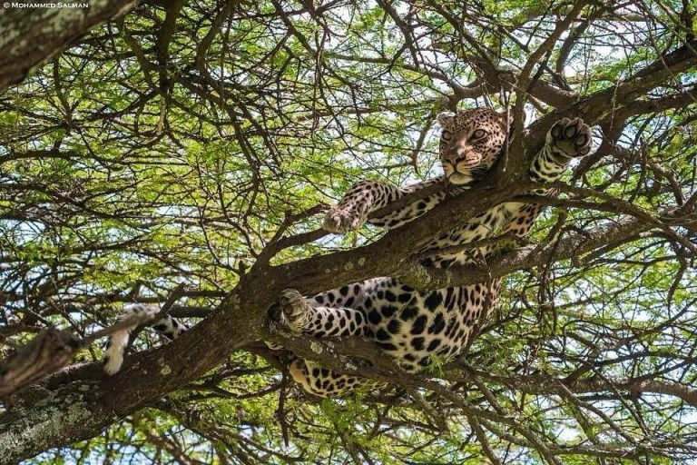 5 Days Rwanda wildlife safari