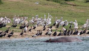 Top travel experiences in Uganda