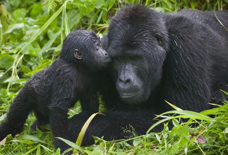 Gorilla trekking in Bwindi Forest