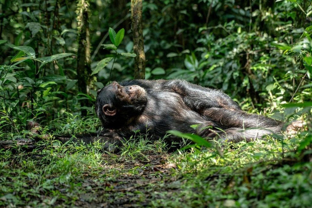 Top travel experiences in Uganda