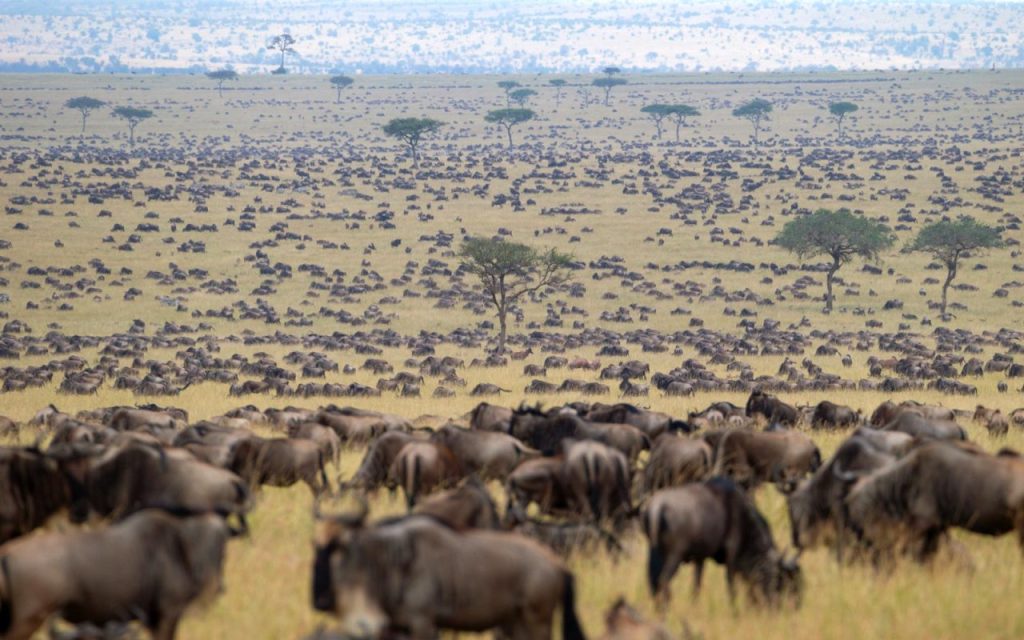 14 Days Tanzania & Kenya Wildebeest Migration