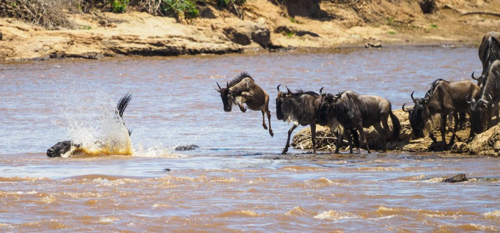 8 Days Kenya and Rwanda Gorilla Trekking Safari