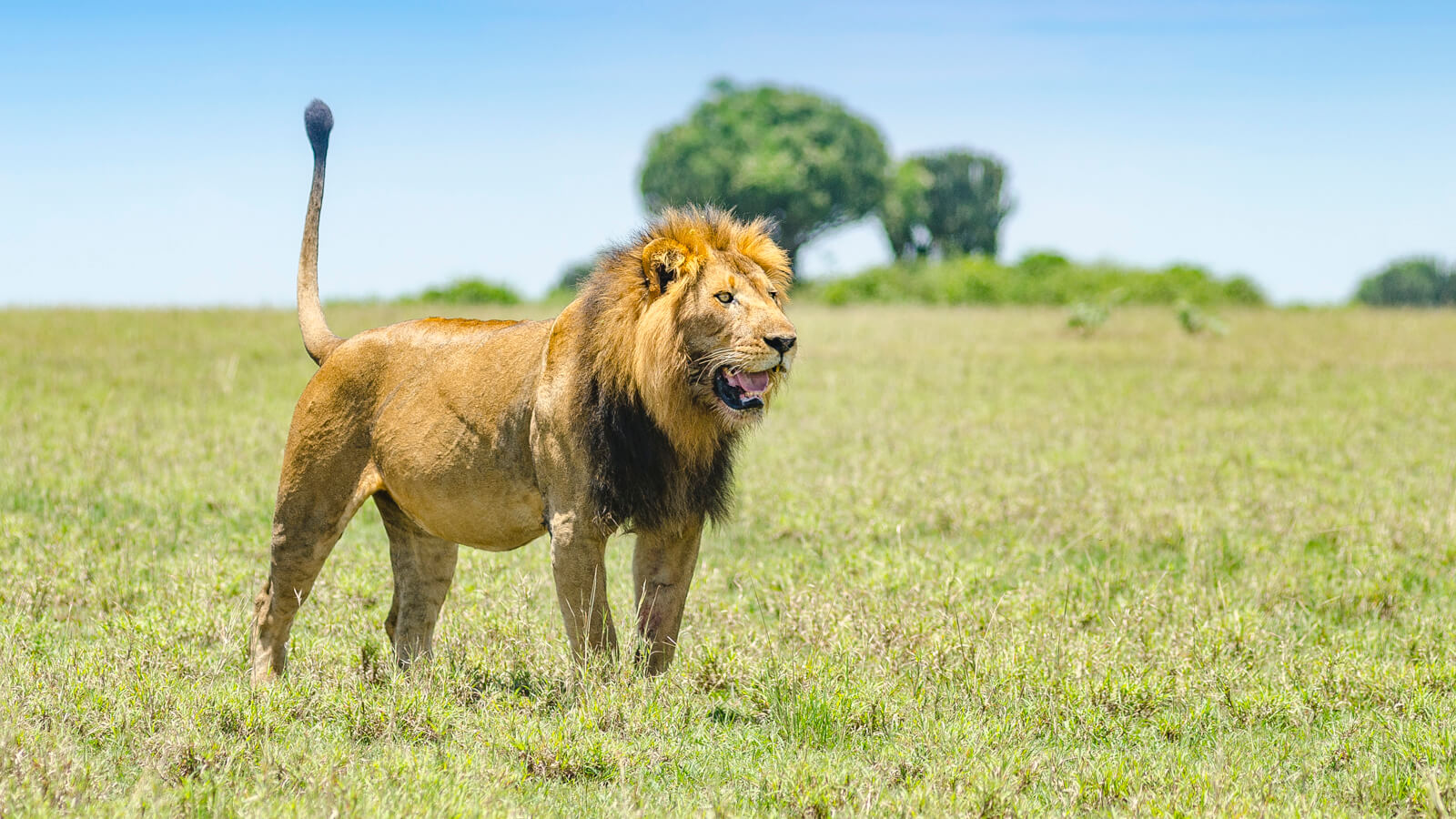 Lion Tracking Experience in East Africa; Cost & Guide