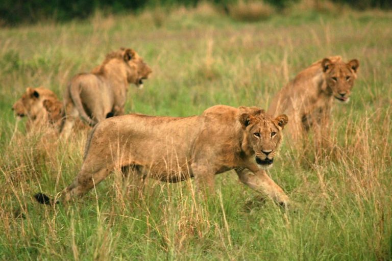 Lion Tracking Experience in East Africa