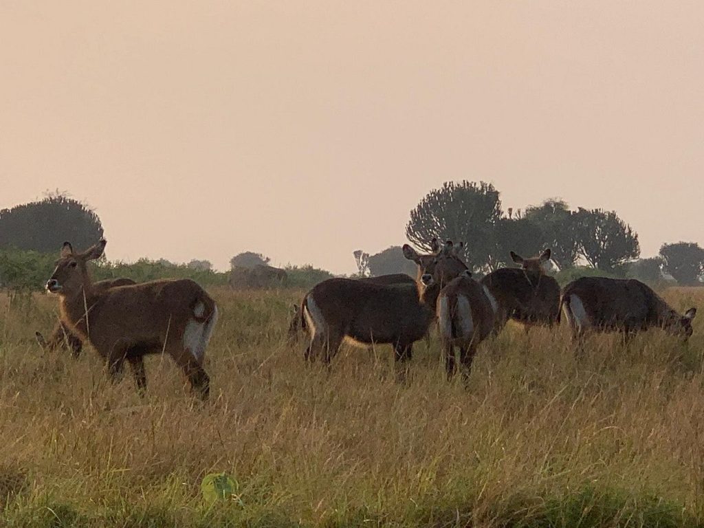 Top travel experiences in Uganda