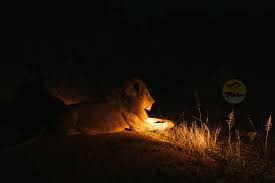 Night Safaris in Uganda