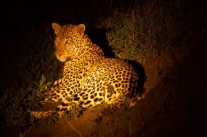 Top 10 travel activities in Masai Mara National Reserve