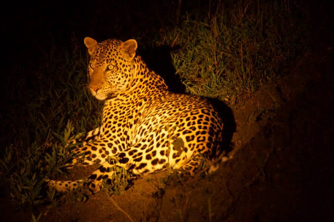 Night Game drives in Queen Elizabeth National Park