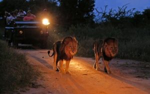 Night game safaris in Uganda