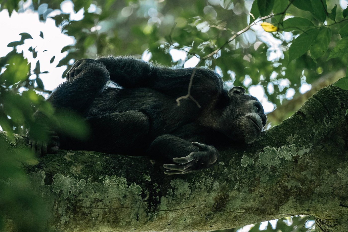 5 Days Rwanda Gorillas & Chimpanzee Safari