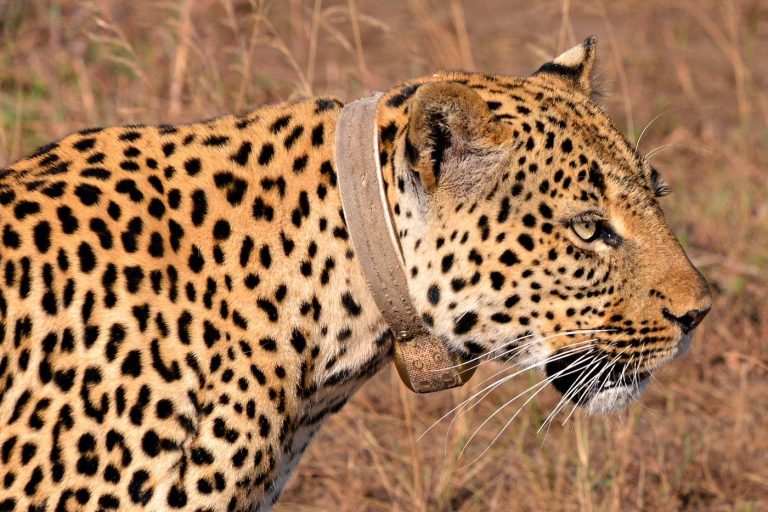 Top attractions and activities in Queen Elizabeth National park