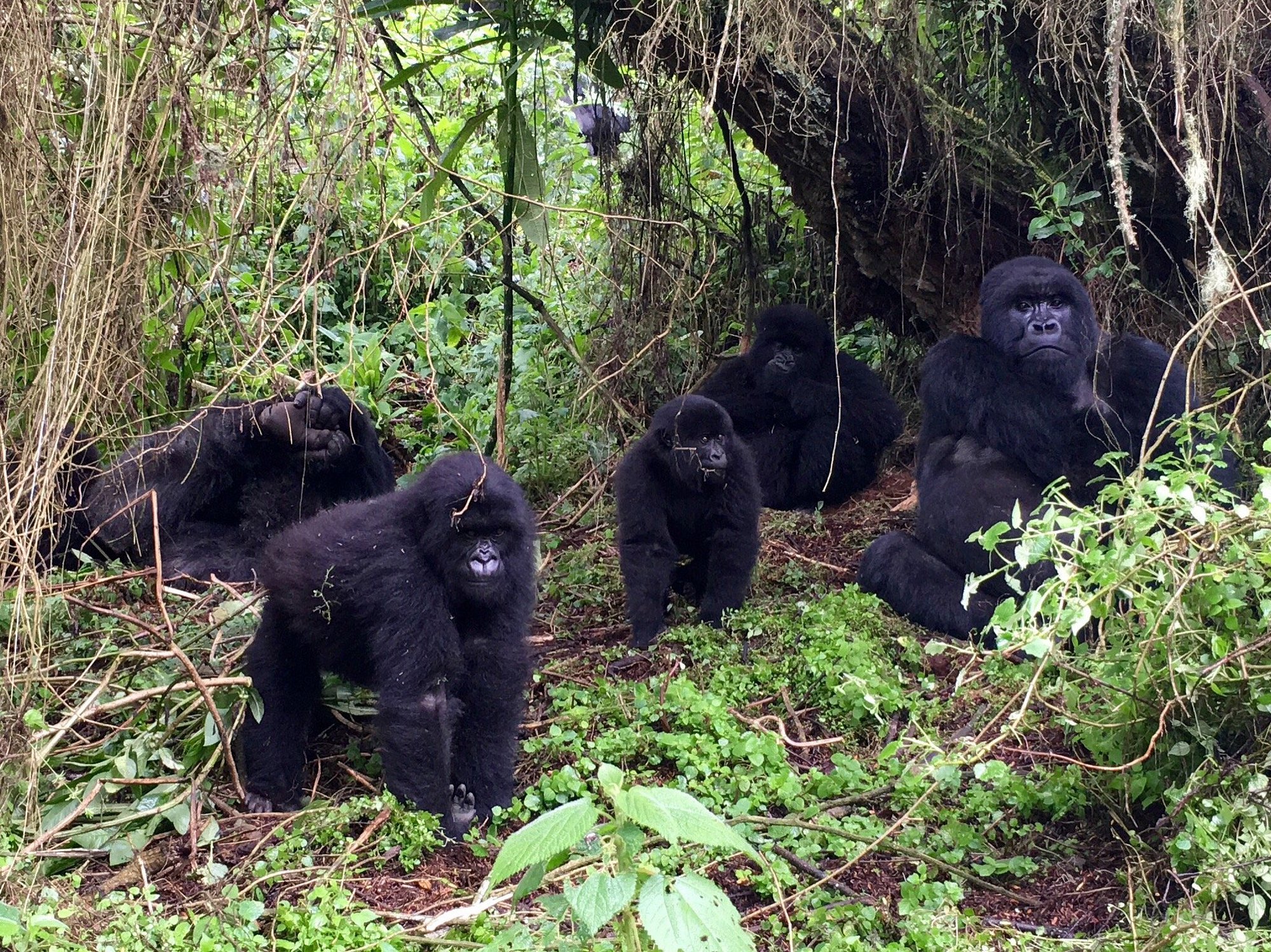 2 Days Rwanda Gorilla Trekking
