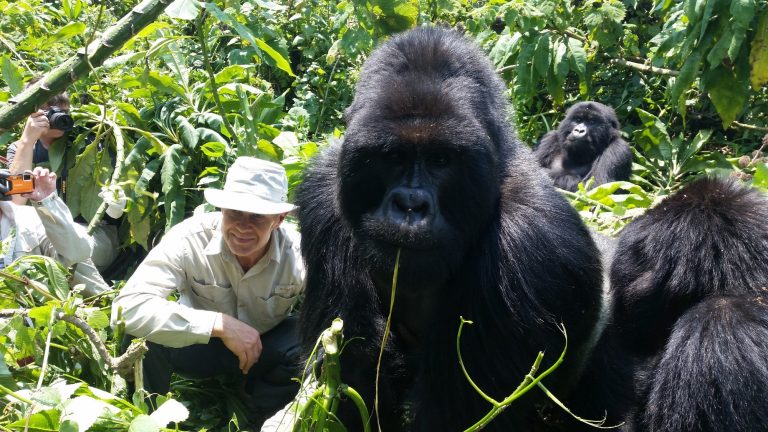Gorila trekking in Bwindi Forest