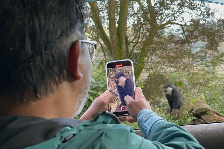 Where is the best place to se Gorillas